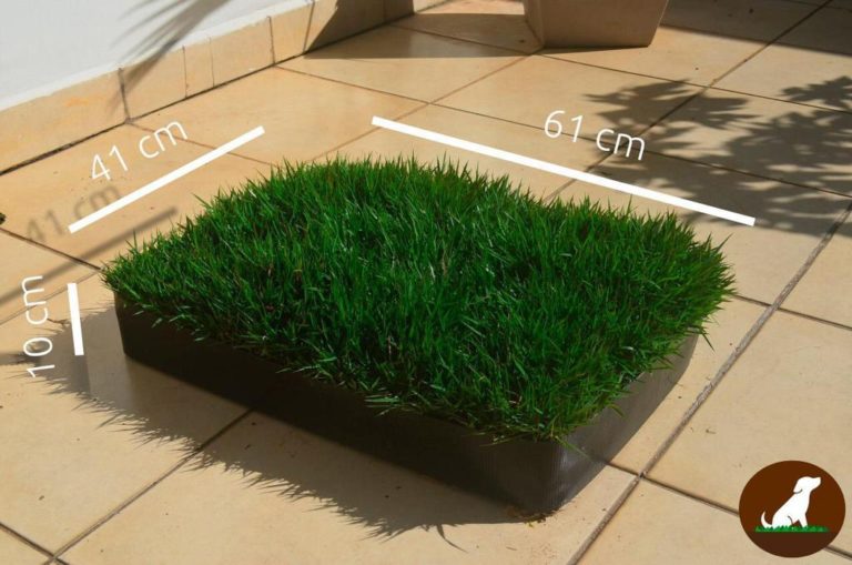 A DogGrama, marca da Ecra Sustentabilidade Urbana, apresenta seu módulo de grama natural