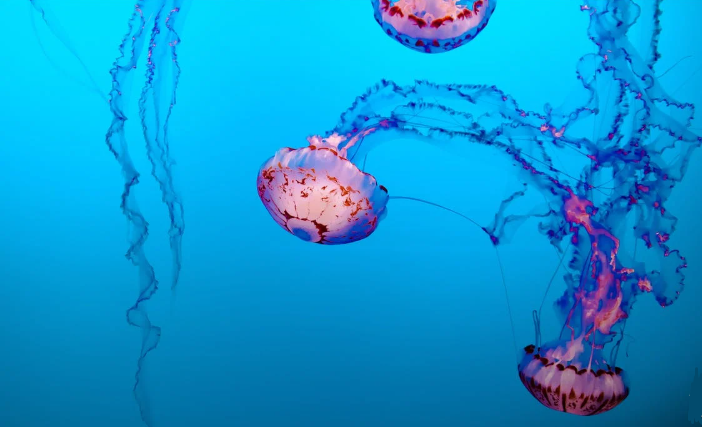 <strong>Verão aumenta incidência de acidentes com animais aquáticos</strong>